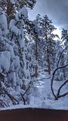 a group of trees covered in snow at Alpen Way Chalet Mountain Lodge in Evergreen