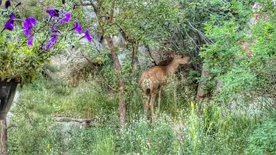 a baby deer is standing in the trees at Alpen Way Chalet Mountain Lodge in Evergreen