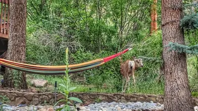 a horse standing next to a hammock in a forest at Alpen Way Chalet Mountain Lodge in Evergreen