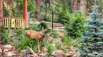 a deer standing in a garden with a christmas tree at Alpen Way Chalet Mountain Lodge in Evergreen