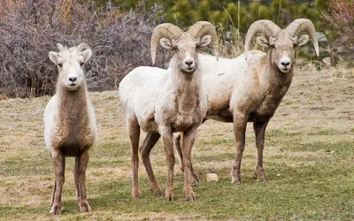 three goats standing next to each other in a field at McGregor Mountain Lodge in Estes Park