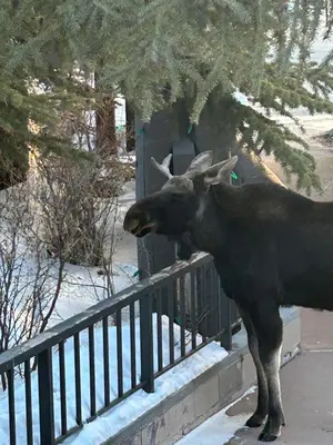 a moose standing next to a fence at Quicksilver 1677 by SummitCove Lodging in Keystone