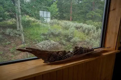 a bird sitting on a window sill looking out at a field at Warm Woodland Getaway with Land in Red Feather Lakes