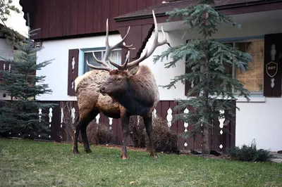 a large elk standing in front of a house at Fawn Valley Inn- 284 condo in Estes Park
