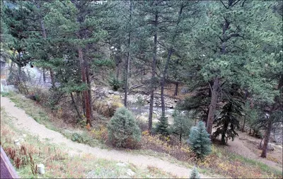 a forest with pine trees and a dirt road at Fawn Valley Inn- 284 condo in Estes Park