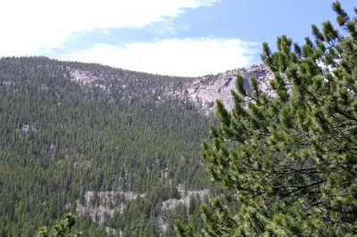 a view of a forest of trees on a mountain at Fawn Valley Inn- 280 condo in Estes Park