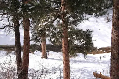 a group of trees in the snow with a bench at Fawn Valley Inn- 295 condo in Estes Park
