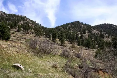 a grassy hill with trees on the side of a mountain at Fawn Valley Inn- 255 condo in Estes Park