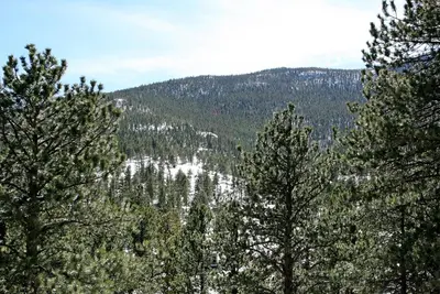 a group of trees with a mountain in the background at Fawn Valley Inn- 278 condo in Estes Park