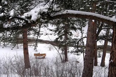 a park bench covered in snow next to trees at Fawn Valley Inn- 107 condo in Estes Park