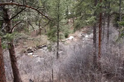 a creek in the middle of a forest with trees at Fawn Valley Inn- 267 condo in Estes Park