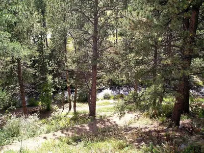 a wooded area with trees and grass and weeds at Fawn Valley Inn- 282 condo in Estes Park
