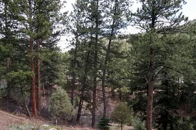 a forest filled with lots of trees on a hill at Fawn Valley Inn- 105 condo in Estes Park