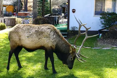 a deer with large antlers standing in the grass at Fawn Valley Inn- 235 condo in Estes Park