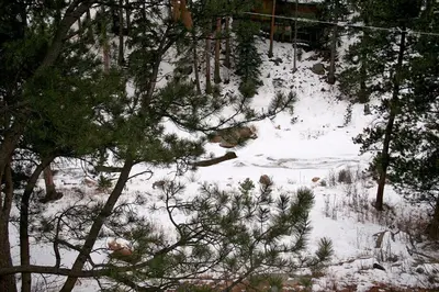 a snow covered forest with trees and bushes at Fawn Valley Inn- 290 condo in Estes Park