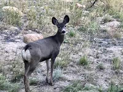 a deer standing in a field of grass at Fawn Valley Inn- 205 condo in Estes Park