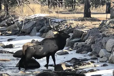 a bull elk standing on a pile of rocks at Fawn Valley Inn- 205 condo in Estes Park