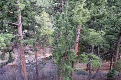 a forest filled with lots of green trees at Fawn Valley Inn- 275 condo in Estes Park