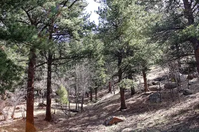 a wooded area with trees on a hill at Timber Creek Chalets- 3 chalet in Estes Park