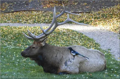 a deer laying in the grass with a bird on its back at Fawn Valley Inn- 253 apts in Estes Park