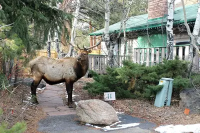 a deer standing on a path in front of a house at Sunnyside Knoll- 1 studio in Estes Park