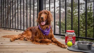 a brown dog laying on a deck with a tennis ball at Alpenglow Peaks Lodge in Breckenridge