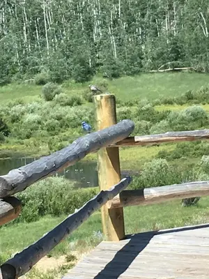 a wooden fence with a blue bird on top of it at Wapiti Retreat at 22 West Cabins and Recreation in Walden