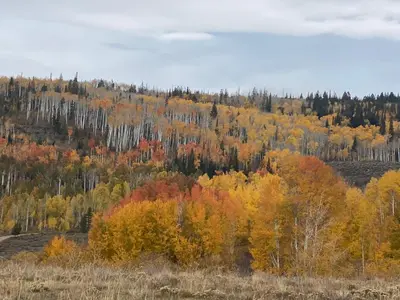 a forest of colorful trees in the fall at Whistle Pig Retreat at 22 West Cabins and Recreation in Hebron