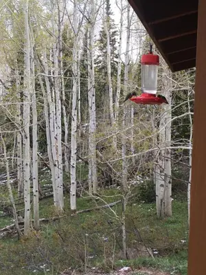 a red frisbee in a bird feeder in a forest at Whistle Pig Retreat at 22 West Cabins and Recreation in Hebron