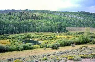 a large open field with trees and a pond at Whistle Pig Retreat at 22 West Cabins and Recreation in Hebron