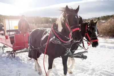 two horses pulling a carriage in the snow at Lake Forest Lakeview Condo: Mountain Views, Close to Town in Frisco