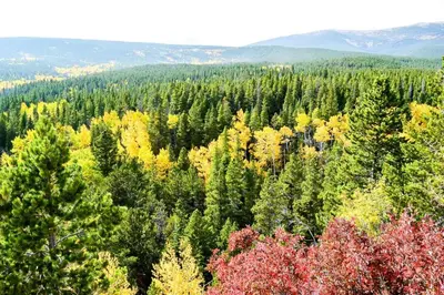 a view of a forest of trees in the fall at Buffalo Ridge G214 in Silverthorne
