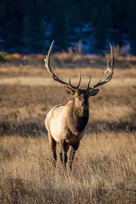 a large elk with large antlers walking in a field at Niwot Cabin - Stay in Rocky Mountain National Park - Estes Park - NEW LISTING - 22-ZONE3298 cabin in Estes Park