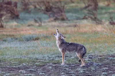 a animal standing in a field with its head in the air at Niwot Cabin - Stay in Rocky Mountain National Park - Estes Park - NEW LISTING - 22-ZONE3298 cabin in Estes Park