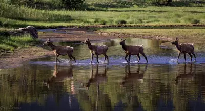 a group of horses walking in the water at Show Me Mountain Views -- 20-NCD0130 home in Estes Park