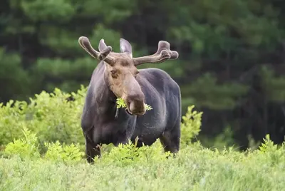 a moose standing in a field with grass in its mouth at Hi Country Haus - 10-18,,, condo in Winter Park