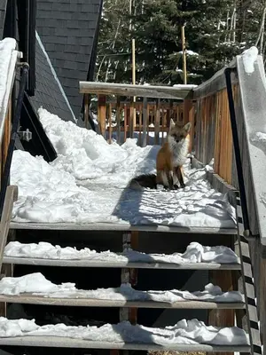 a cat sitting on a deck in the snow at Modern A-Frame - Mountain Views - Evergreen in Evergreen