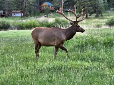 a deer standing in a field of tall grass at Cozy Mountain Home with Great Views, Deck & WiFi in Lyons