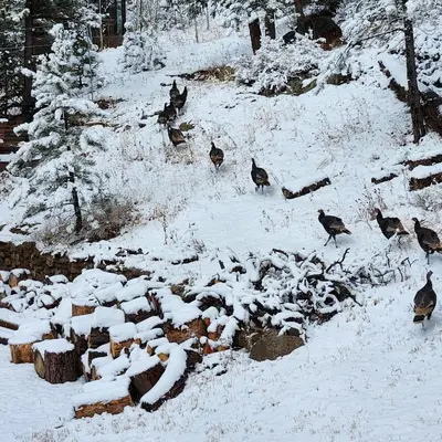 a flock of birds standing in the snow at Cozy Mountain Home with Great Views, Deck & WiFi in Lyons