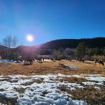 a herd of horses grazing in a field with snow at Cozy Mountain Home with Great Views, Deck & WiFi in Lyons
