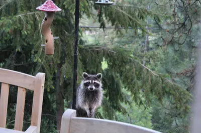 a raccoon standing on the back of a chair at Morrison Colorado Mountain Getaway - Red Rocks in Morrison