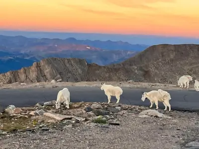 a herd of goats standing on top of a mountain at Colorado Bed & Breakfast with beautiful views in Evergreen