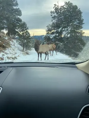 two elk standing in the snow next to a car at Colorado Bed & Breakfast with beautiful views in Evergreen