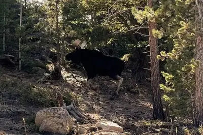 a black cow walking in the woods at Shady Pines- Cozy Mountain Retreat in Idaho Springs