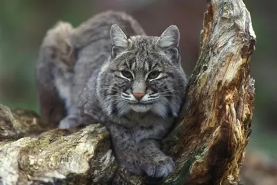 a cat sitting on top of a tree branch at Pine Haven Resort in Estes Park