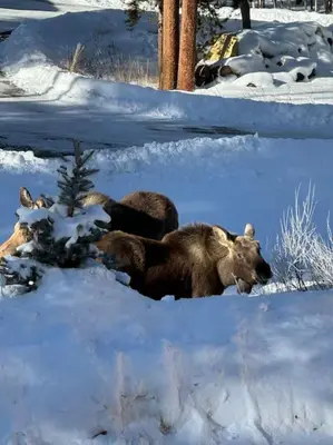 a couple of bears walking in the snow at Stylish Mountain getaway in Fraser