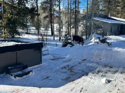a cow standing in the snow next to a house at Stylish Mountain getaway in Fraser