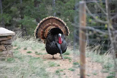 a turkey standing on the ground in a field at Bears Den 1 - Hot Tub and Views! in Estes Park