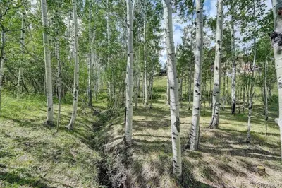 a grove of white birch trees in a field at House of The Rising Sun in Bailey
