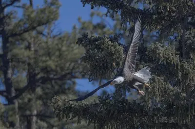 a large bird is flying through a tree at Stagecoach Cabin home in Fraser